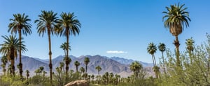 Palm Springs desert with palm trees rocks and picturesque view-1-1